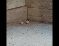 Chipmunk cant fit walnut in its hole