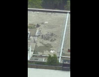 Man on rooftop controls flock of pigeons