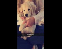 Girl makes golden puppy on lap dance 