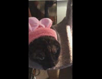 Black cat pink headband fed by owner