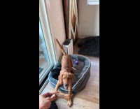 Collab Clips MPUGC - Dog jumps from couch to dog bed 