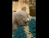 Grey cat sleeping on blue blanket 