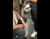 Two dogs inside bags meet on subway and become friends