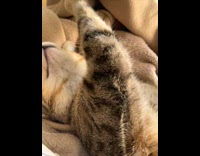 Tabby cat lay down belly up close up