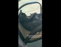 Collab Clips MPUGC - Two cats cuddling held in place