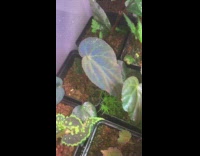 Collab DailyDoseOfInternet - Green leaf blue shine iridescent black pot 