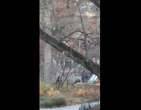 Collab WINY - Hawk eat rat on tree NYC park