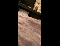 Small dog refuses to jump on couch