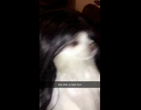 White chihuahua dog black wig 