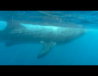 Submitter had close encounter with whale shark