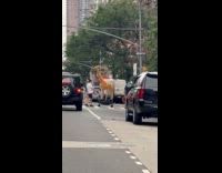 Woman pulls giraffe on wagon at street