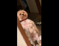 Pet dog stands when filmer opens the door