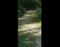 Group of birds blocking pathway dog walking 