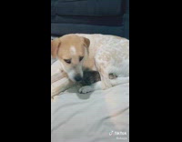 Collab BitchIG2 - Kitten cuddling with dog 