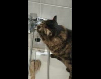 Cat drinks water from white bathtub faucet 