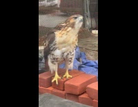 Collab winy - Hawk bird stand on bricks construction area