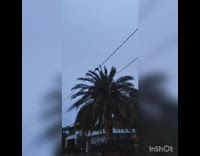 Animal walks across power line palm tree