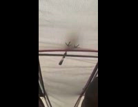 Bird silhouette poop on the tent roof