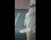 Pet dog peeks on car window shows back muscles