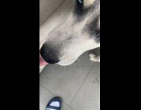 Pet dog drinks from the bowl and stares at the camera