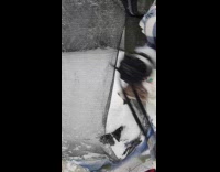 Dog enter trampoline filled with snow