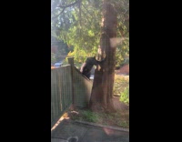 Pair of Grizzly Bears Play on Fence