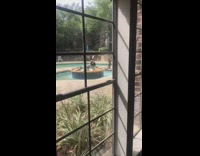 Leopard print bathing suit pool blue umbrella 