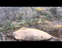 Seal sleeping on a beach