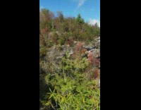 Two men twerk selfie video forest mountain