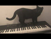 Black cat walking around on a electronic piano 
