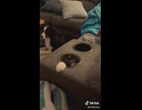 Black cat pushes cup holder out of couch 