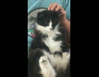 Black and white pet cat sits on owners lap