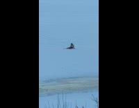 Woman selfie beside deer carcass on snow