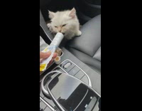 Kitten standing in car eats tube treat 