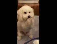 Small white dog begs for meat plate