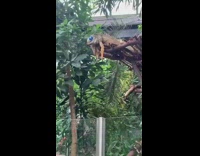 Collab Clips mpugc - Iguana zoo surgery eyes