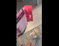Collab PLC - Cat meows stands up when sees snack