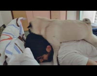 Guy lays down pug dog on back 