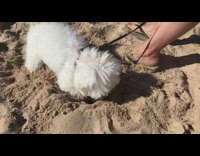 White dog pink collar leash digging sand hole