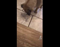 Pug eats dessert treat on floor 