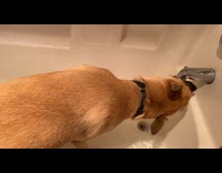 Dog loves bath water drink from faucet