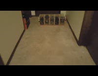 five grey  kittens racing down the hallway 