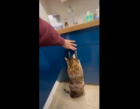 Cat trying to forcefully open cabinet with treats