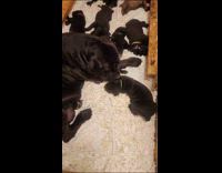 Black dog lick puppy make whine noise