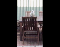 White bird sitting on chair screams 