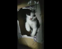 Black white kitten inside box surprise attack