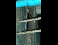 Lizard on kitchen window eats a cockroach