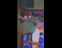 Cat watches moving wallpaper ps4 game television 