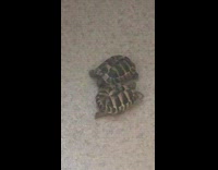 Baby Turtles Chase Each Other like Dogs 