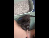 Tiny kitten meows loudly ask for dinner